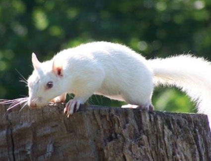 white squirrel on a stump